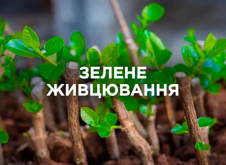 Що таке зелене живцювання?