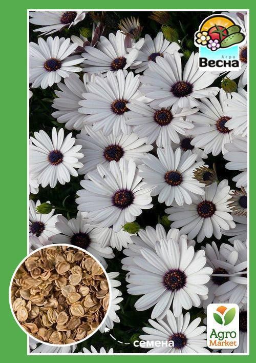 Диморфотека "Біла" ТМ "Весна" 0.3г