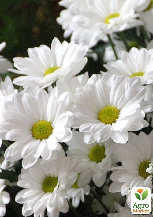 Хризантема Садовая "Verano Jay" (высота 30-50см) - фото 3