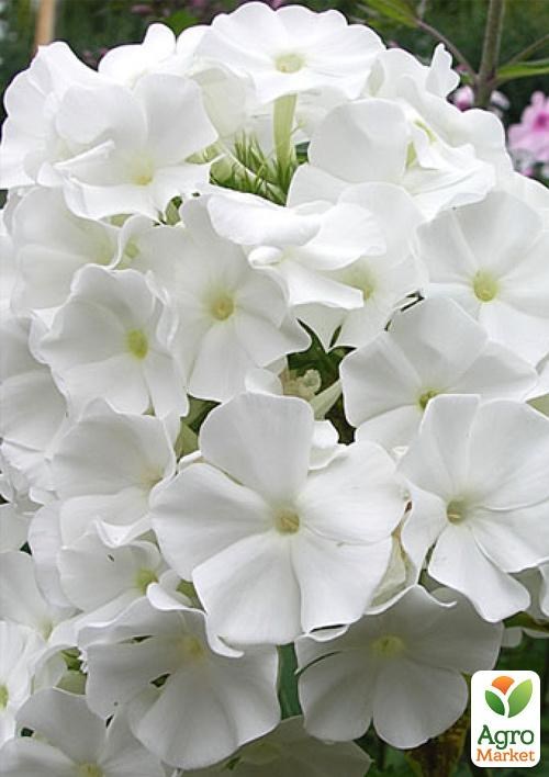 Флокс многолетний "Pina Colada"