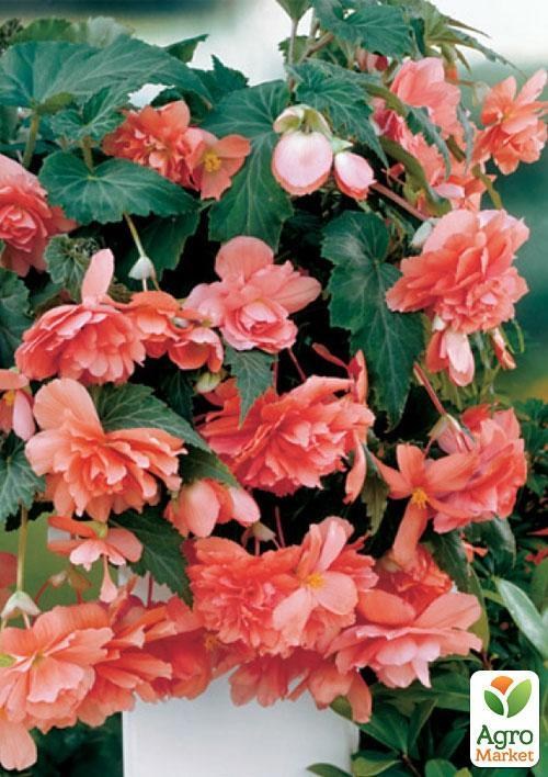 Бегония ампельная "Каскад Сальмон" 1шт