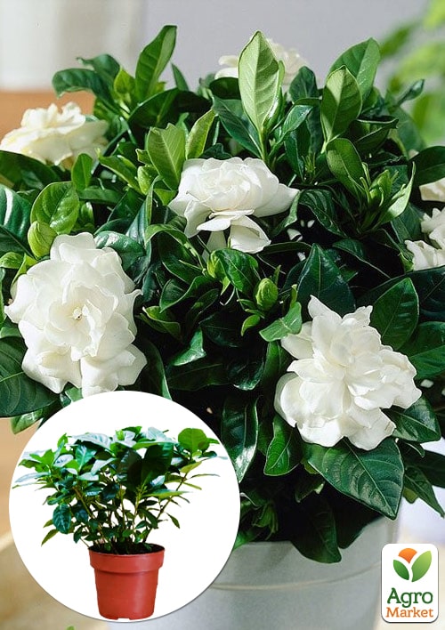Гарденія жасминоподібна "Fortune" (Gardenia jasminoides)