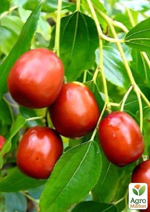 Зізіфус "Коктебель" (перехресне запилення садити по 2 саджанця різного ґатунку) - фото 4