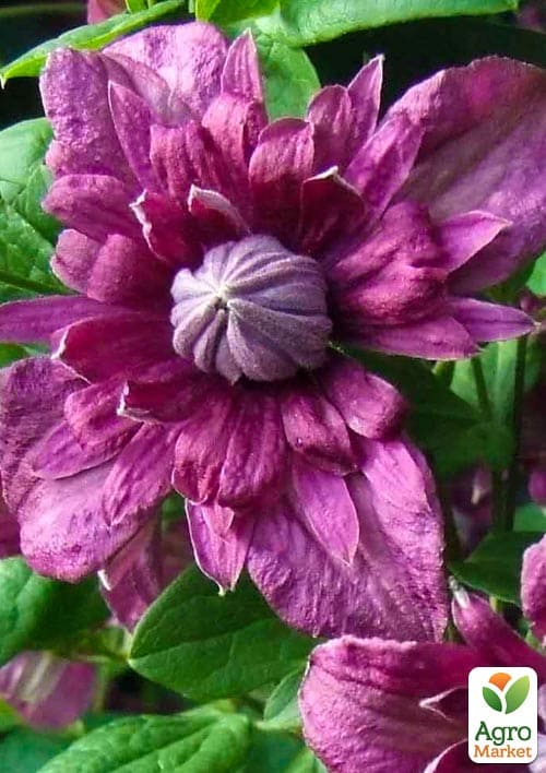 Клематис 2-х річний "Purpurea plena elegans" вазон С2