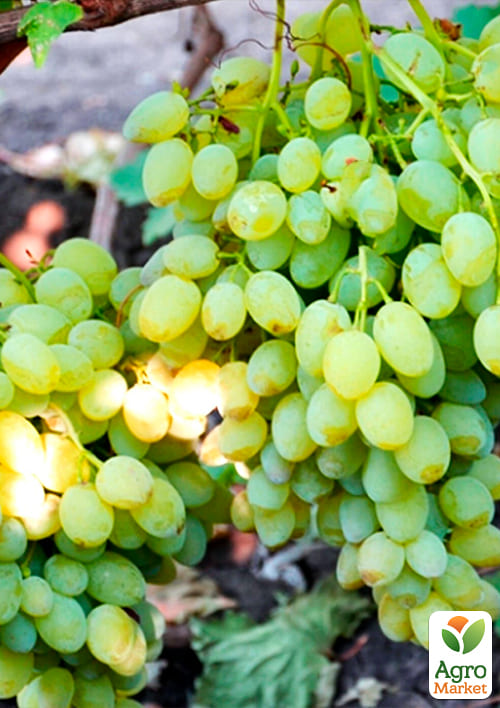 Виноград кишмиш "Осенний крупноплодный" - фото 2
