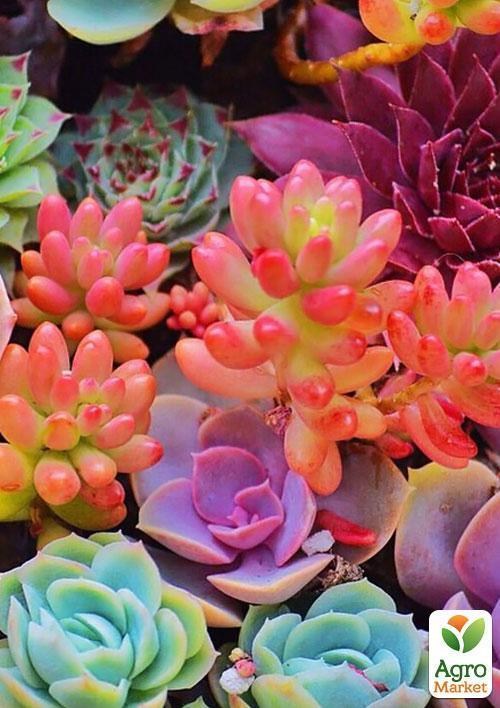 Суккуленты "Красочная смесь" ТМ "Vesna Exclusive" 10шт - фото 7
