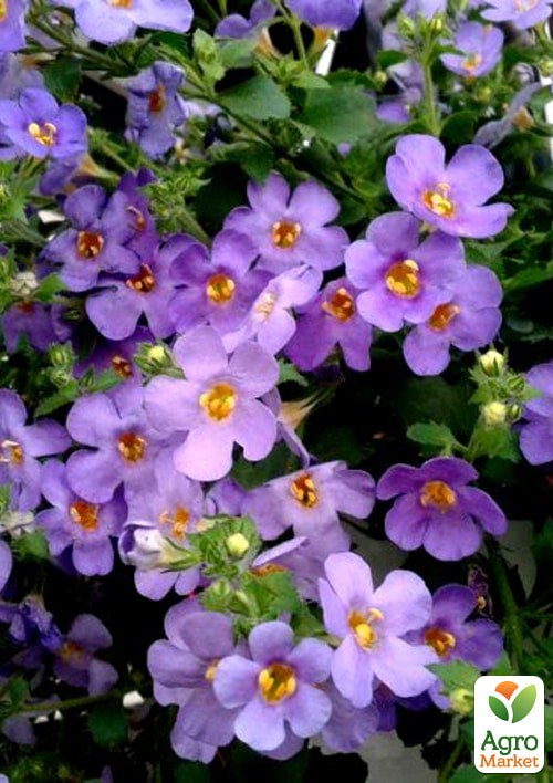 Бакопа F1 "Блутопия" ТМ "Vesna Exclusive" 5шт - фото 2