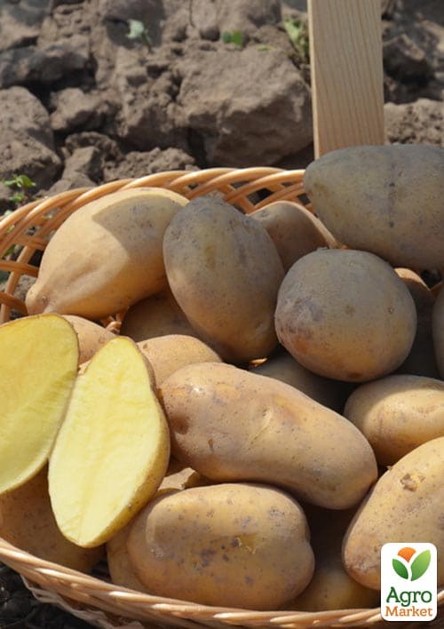 Картофель "Раноми" семенной ранний (1 репродукция) 10кг