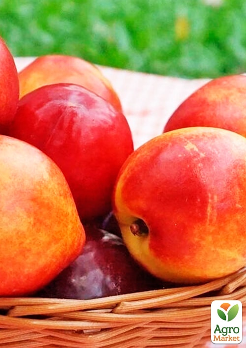 Нектарин "Хард Блейз" (лысый персик, летний сорт, средний срок созревания)