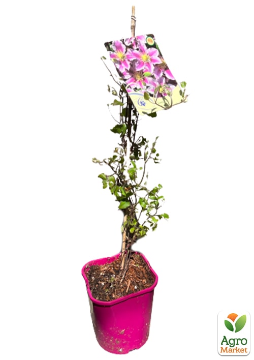 Клематис 2-х летний "Piilu" С2 - фото 2