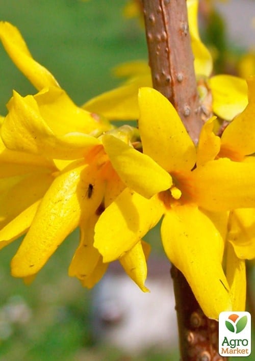 Форзиция европейская "Goldzauber"  - фото 2