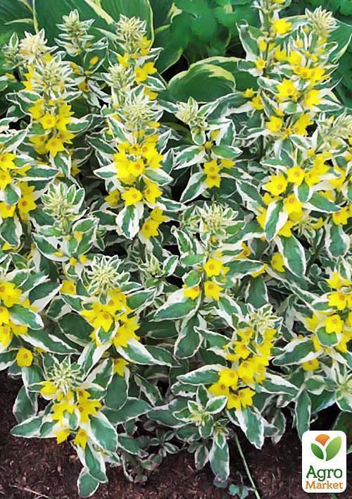 Вербейник точечный Пестролистный - фото 3