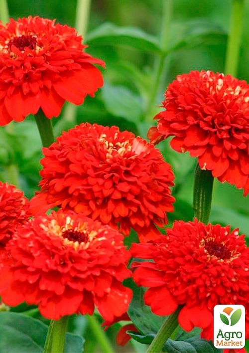 На развес Цинния "Ламбада" ТМ "Весна" цена за 3г - фото 2