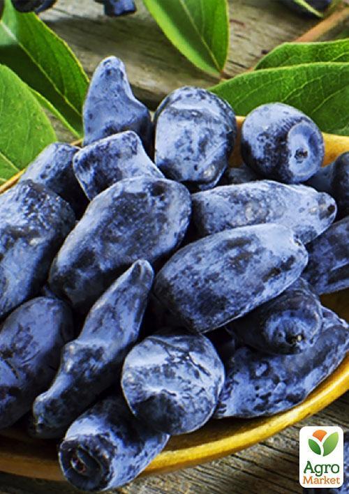 Жимолость "Гордость Бакчара" (средний срок созревания, крупноплодный сорт) - фото 5