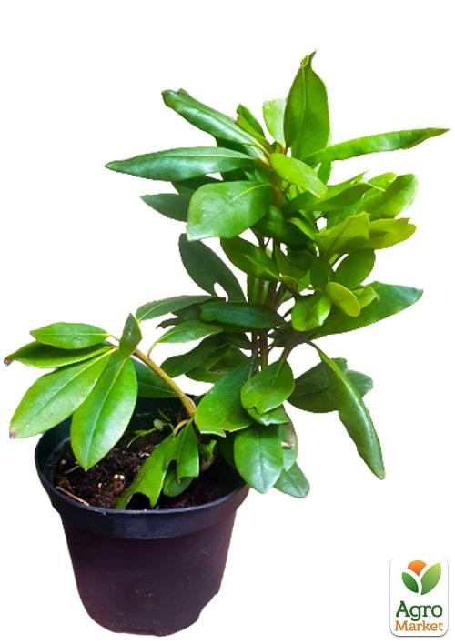 Рододендрон "Roseum elegans" 2 летний  (розовый) С1,5 высота 18-30см - фото 2