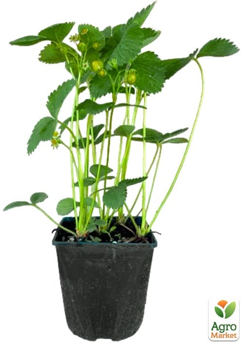 Полуниця садова "Аромас" укорінена у контейнері - фото 5