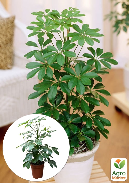 Шеффлер "Nora"