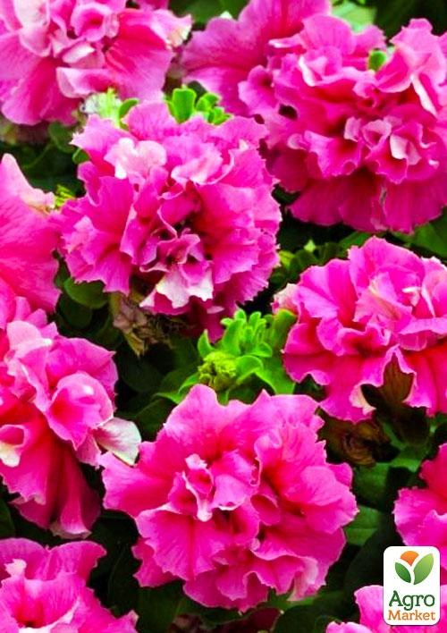 Петуния "Дабл Каскад Пинк" (контейнер №10, высота 10-15см)