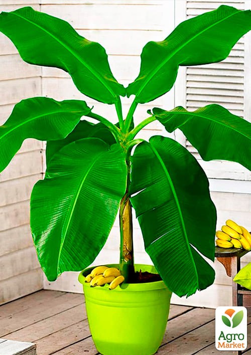 Банан Карликовий Кавендіш (Dwarf Cavendish) - фото 2