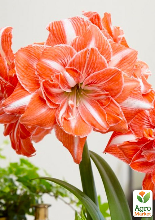 Гиппеаструм махровый "Sunshine Nymph" (Амариллис) 