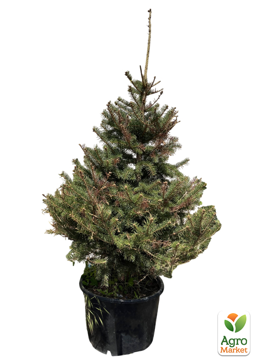 Ялина сиза "Kaibab" (від 100 до 125 см) - фото 2