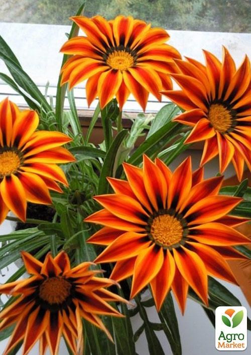 Гацания (Газания) " Kiss F1 Orange Flame"