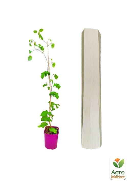 Клематис 3-х річний "Pink Beauty" С2 - фото 4