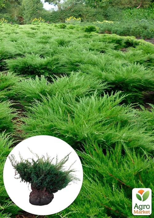 Ялівець середній "Mint Julep" (ком/сітка) діаметр 100-120 см