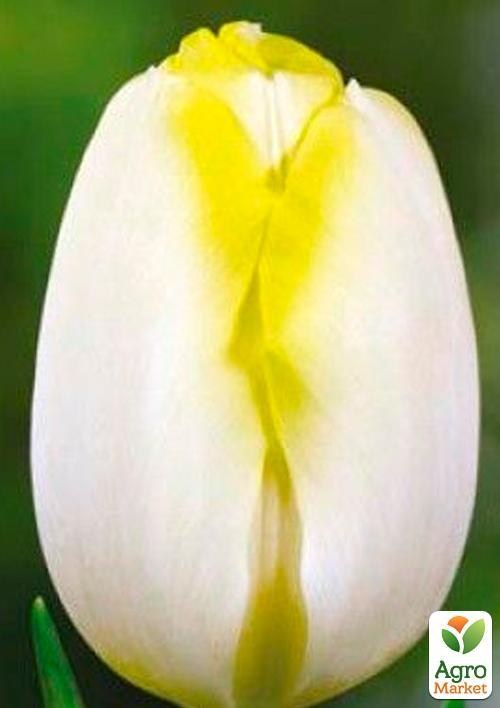 Тюльпан "Bolroy Silver" (размер 11/12 , крупный) 3шт в упаковке