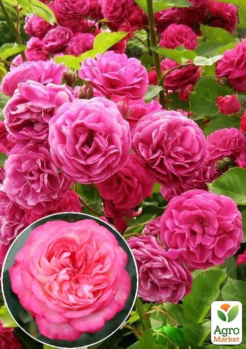 Троянда англійська плетиста "Рожевий Лід" (саджанець класу АА +) вищий сорт