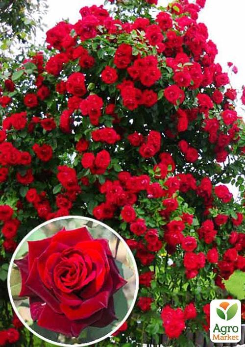 Роза плетистая "Норита" (саженец класса АА+) высший сорт