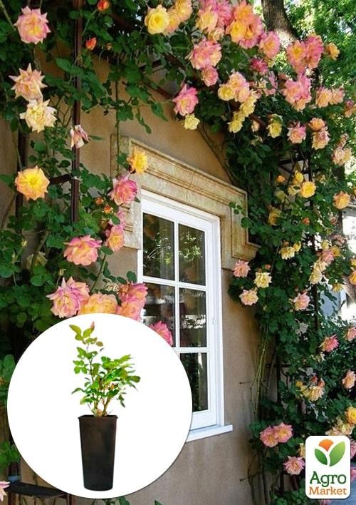 Роза в контейнере плетистая "Alchymist" (саженец класса АА+)