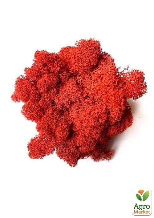 Норвезький мох стабілізований "Червоний" 500 г 
