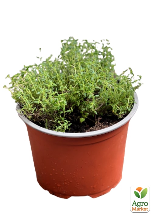 Тимьян "Serpillum" (лекарственный, декоративный, широко применяется в кулинарии) - фото 5