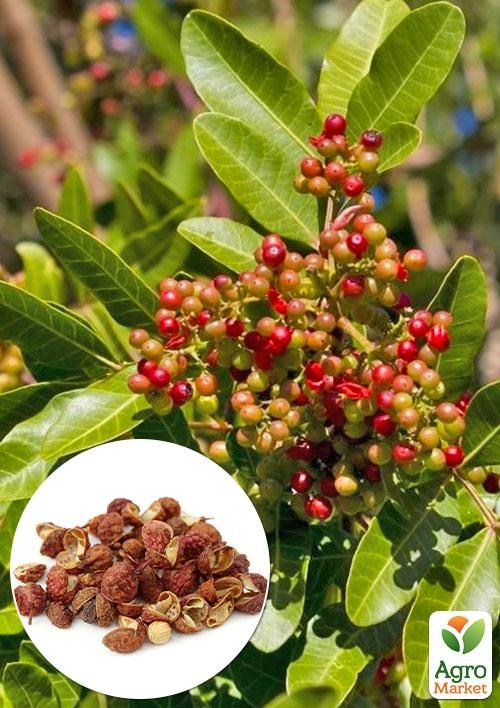 Сичуанський перець «Zanthoxylum» (перцеве дерево) висота 10см
