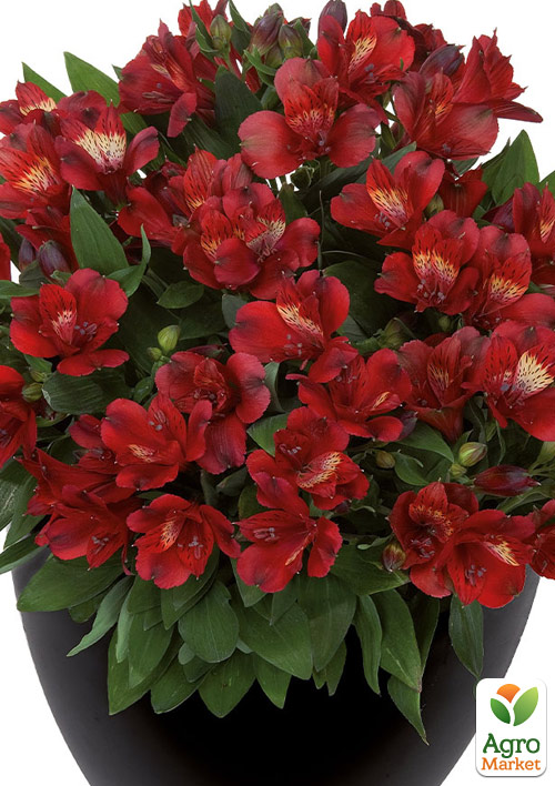 Альстромерия inticancha Patio "Doba" (выращено in-vitro) С1,5 - фото 6