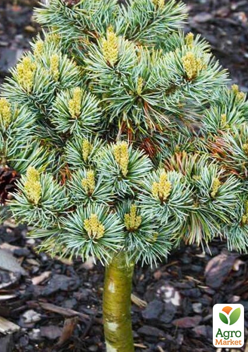Сосна на штамбі "Беран" (Pinus parviflora "Beran") С2, висота від 30-50см