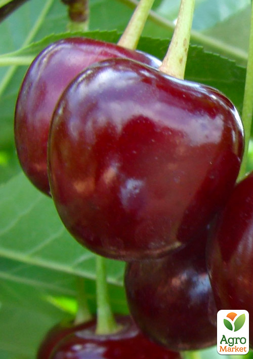 Вишня "Лотовка" (літній сорт, пізній термін дозрівання)