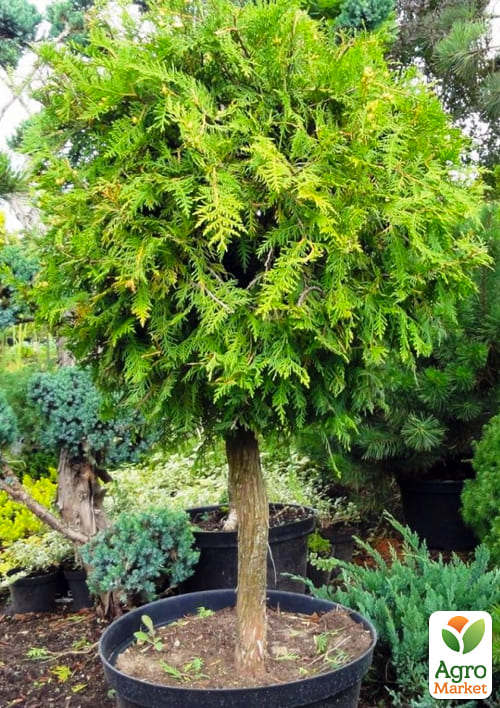 LMTD Туя на штамбе 3-х летняя "Brabant" (40-60см) - фото 6