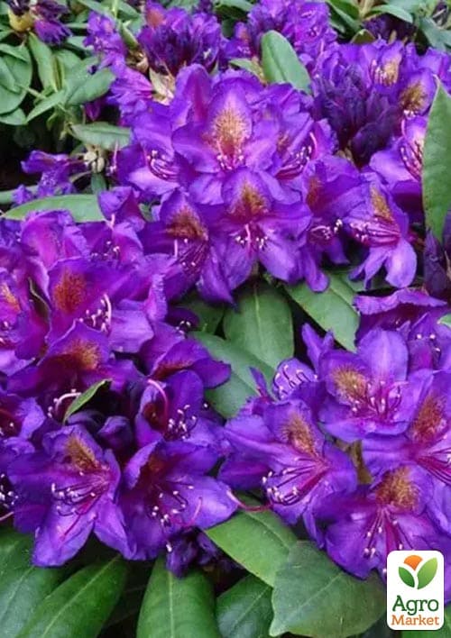 Рододендрон гибридный "Marcel Menard" вазон Р13