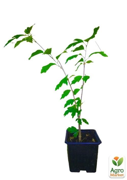 Гибискус сирийский "Lavender Chiffon" С1,5 высота 20-40 см - фото 2