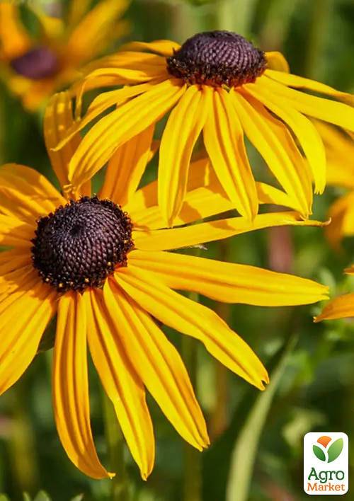 Рудбекия блестящая "Goldsturm" вазон С2