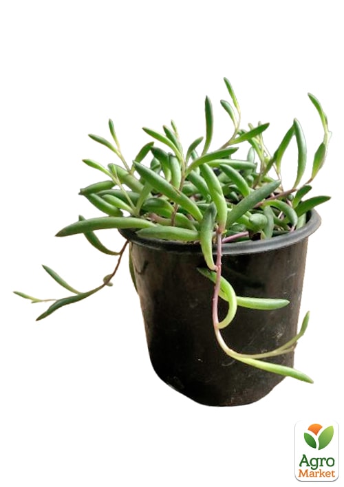 Оттона "Рубиновое ожерелье"  - фото 5