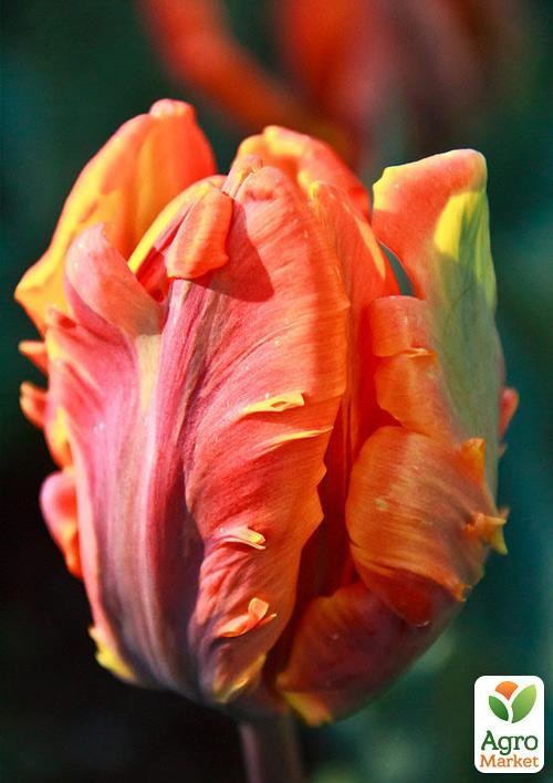 Тюльпан "Irene Parrot" 2шт в упаковке