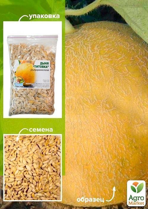 Дыня "Титовка" ТМ "Весна" 100г