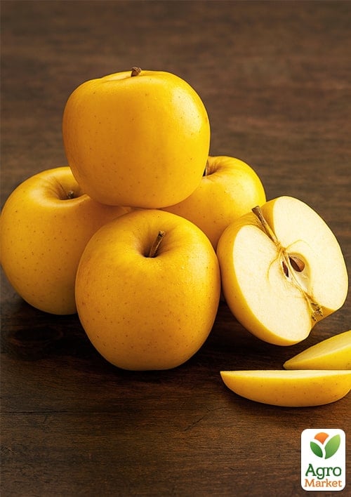 Яблоня "Опал" (зимний сорт, поздний срок созревания) - фото 4