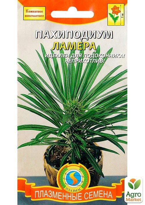 Пахиподіум "Ламера" ТМ "Плазмові насіння" 3шт NEW
