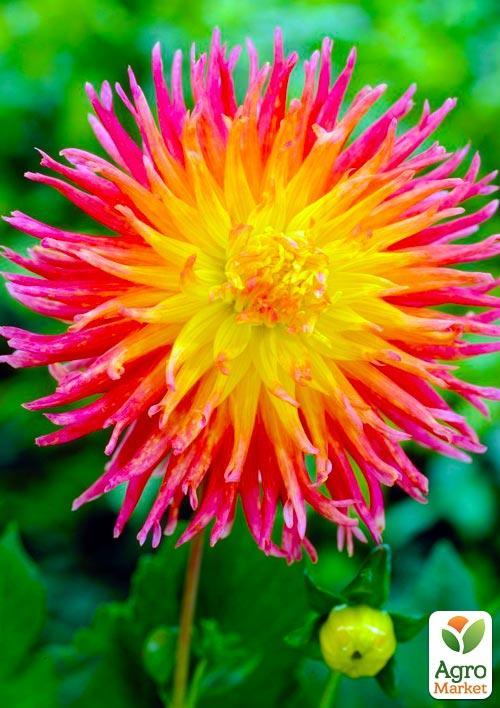 Георгина "Fringed Star" - фото 4