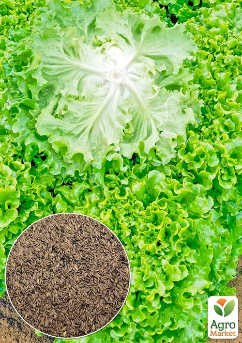 Салат "Танго" (Зипер) ТМ "Весна" 3г