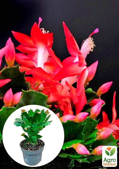 Шлюмбергера "Rubrum" (Декабрист, рождественник, зигокактус)